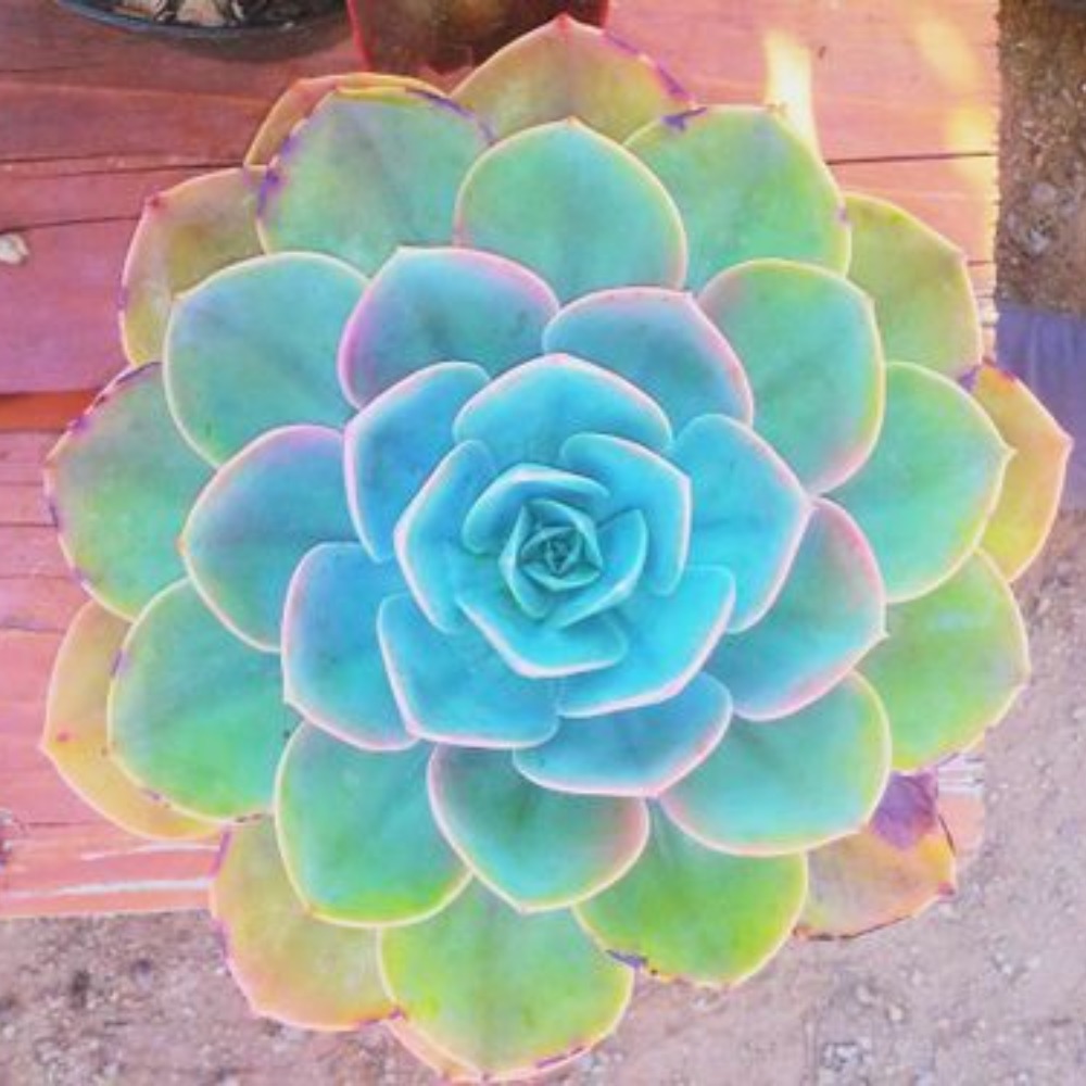 Meet your Posher, The weird side